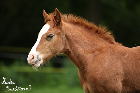 Alpinhorse Great Ginger