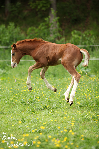 Alpinhorse Great Ginger