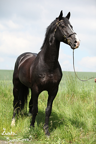 Hebec Dollom Countryboy