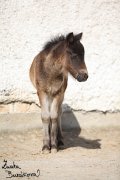 Shetlandsk pony