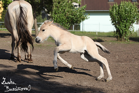 Hebeek Simon