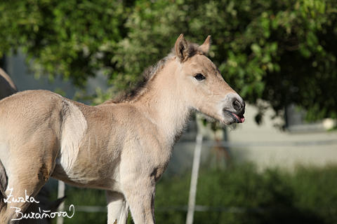 Hebeek Simon