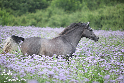 Al Qurquf Arabians erven 2009