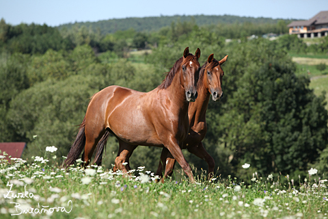 Klisny Midnight Lady Dream a Lekorka