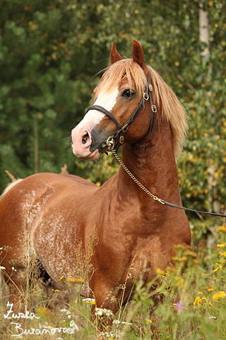 Hebec Swalesmoor Tango