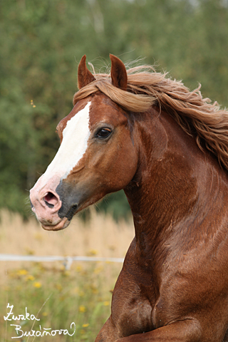 Hebec Swalesmoor Tango