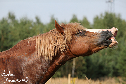 Hebec Swalesmoor Tango