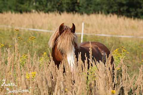 Hebec Swalesmoor Tango