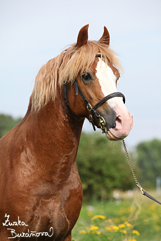 Hebec Swalesmoor Tango