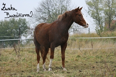 Pony
