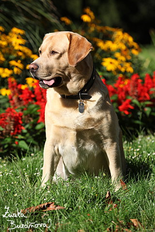 Labrador