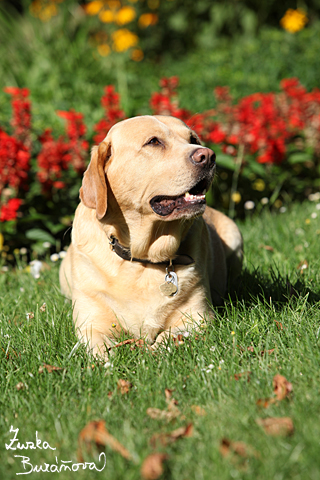 Labrador