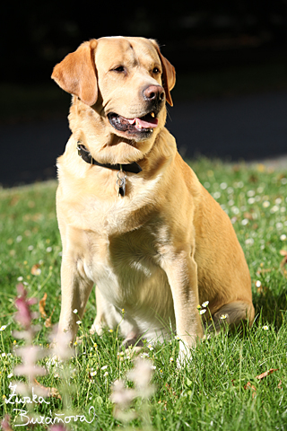 Labrador