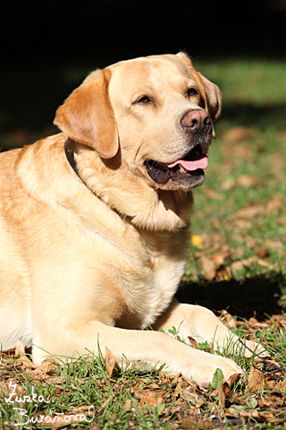 Labrador