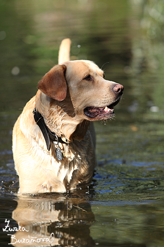 Labrador