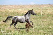 Appaloosa