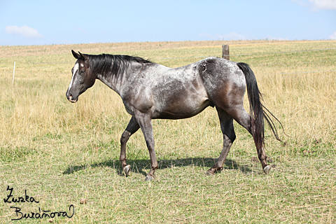 Appaloosa