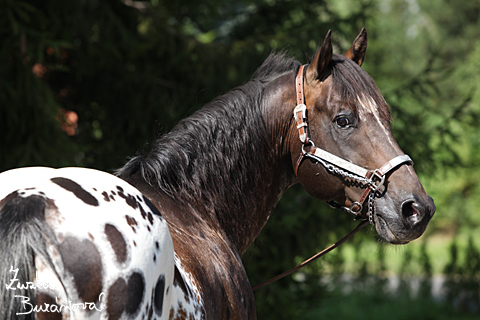 R Appaloosa's Farm srpen 2009