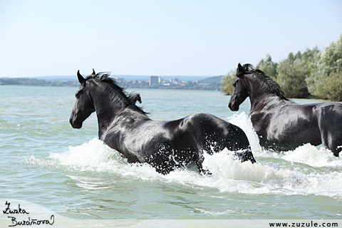Fríští koně v přehradě