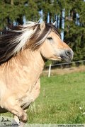 Hebec Olorentz VB