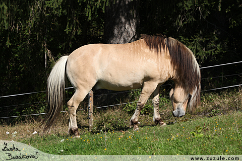 Hebec Olorentz VB