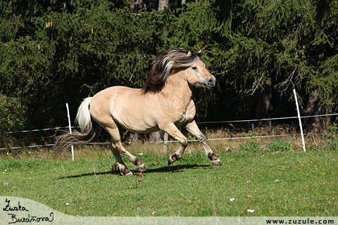 Hebec Olorentz VB