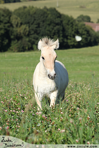 Filly z Dubsk Hajnice