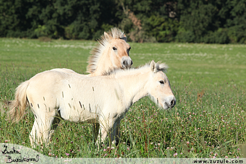 Filly & Fargo