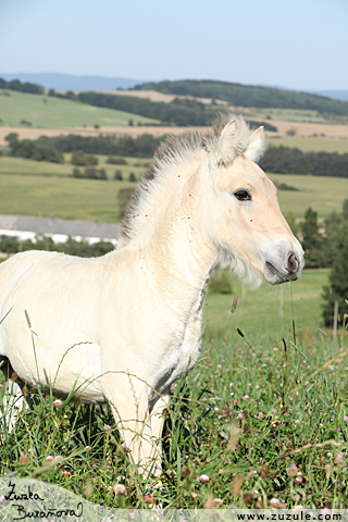 Filly z Dubsk Hajnice