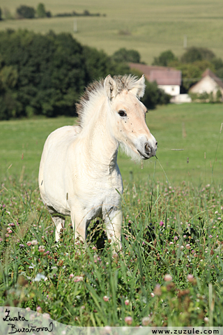 Filly z Dubsk Hajnice