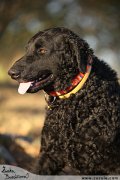 Curly Coated Retriever