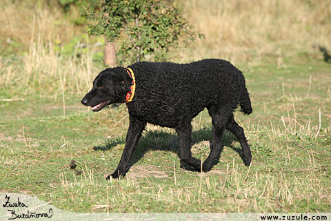 Curly Coated Retriever