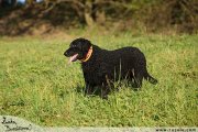 Curly Coated Retriever