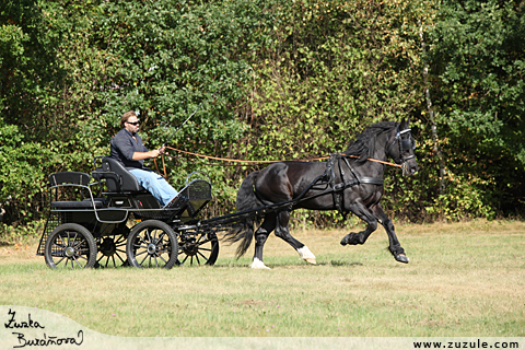 Hebec Trenewydd King Flyer