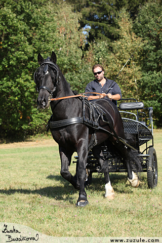 Hebec Trenewydd King Flyer