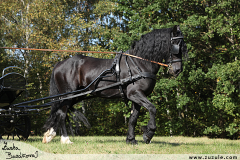 Hebec Trenewydd King Flyer