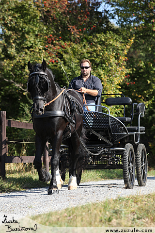 Hebec Trenewydd King Flyer