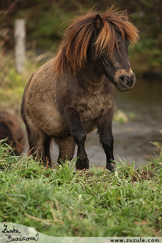 Pony Rachel