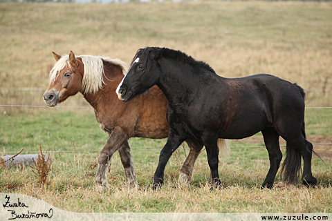 Pony a hafling