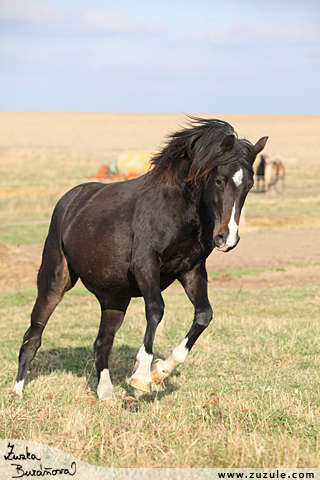 Klisna Liberte Carmen