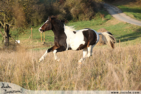 Hebec Rey Garp