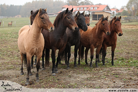 Farma Olovka listopad 2009