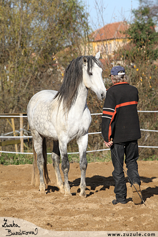 Hebec Cortesano XVII