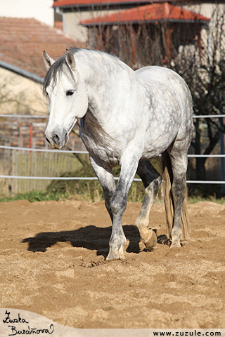 Hebec Cortesano XVII