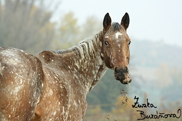 Appaloosa