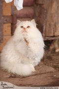 Perská dlouhosrstá kočka