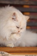 Perská dlouhosrstá kočka
