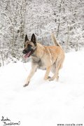 Malinois