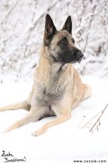 Malinois