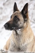 Malinois